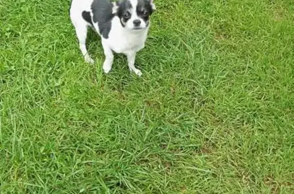 Собаки потеряшки, Воронеж, фото: Потеряшка чихуахуа, ул. Новосёлов, 44, Воронеж