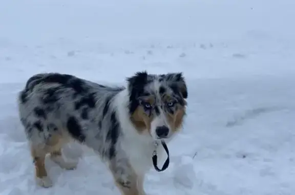 Пропала собака в Липицах, МО