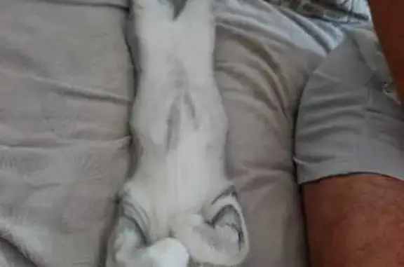 Кошки потеряшки, Динская, фото: Потеряшка кошка на Красной, 92, Динская