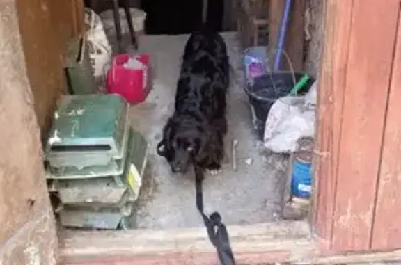 Черный спаниель найден, Учебная 17, Томск