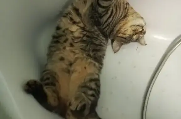 Пропала кошка, Лысьва, Пермский край