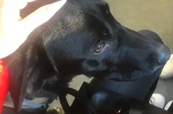 Собака найдена: Можайское шоссе, 42