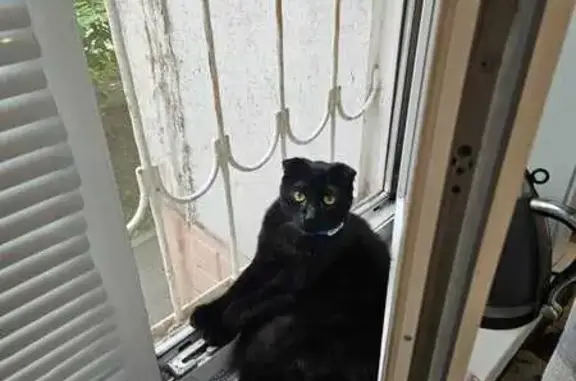 Кошки потеряшки, , фото: Потеряшка кот, Смирновские дачи, Матвеевское ш.