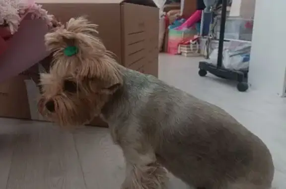 Найдена собака, Краснодар, фото: Собака найдена: ул. Метальникова, 36