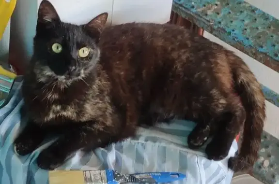 Кошки потеряшки, , фото: Потеряшка кошка, Карасунская ул., 260