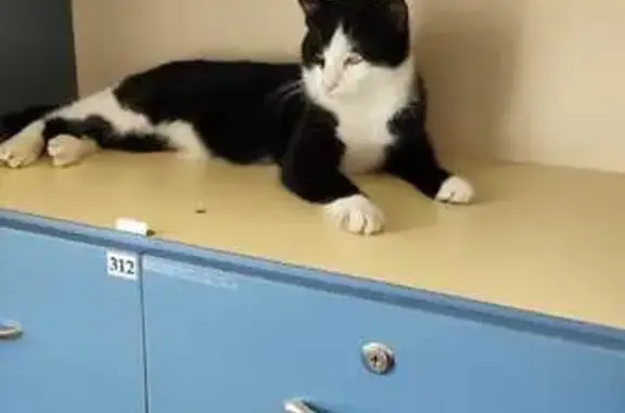 Кошки потеряшки, Тополево, фото: Потеряшка кошка, Зелёная ул., 64, Тополево