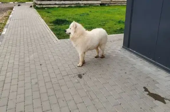 Найдена собака, Рождествено село, фото: Собака найдена у Пятёрочки, Сиреневый бул.