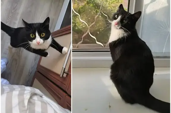 Кошки потеряшки, Новочебоксарск, фото: Потеряшка чёрно-белая кошка, Ж.Крутовой 16