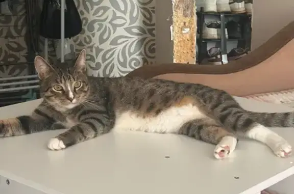 Пропал котик, Красноармейская наб., 9, Ржев