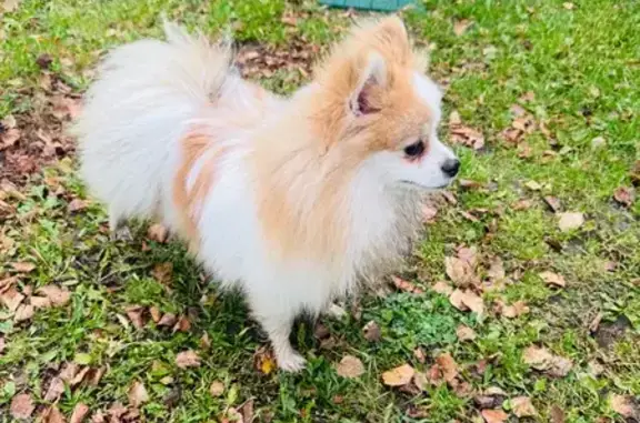 Найдена собака, , фото: Шпиц найден: ул. Свободы, Русский Вожой