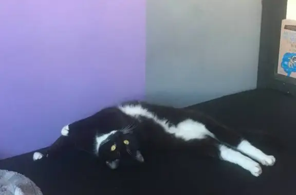 Кошки потеряшки, Петрозаводск, фото: Потеряшка кошка, Зелёная ул. 2, Петрозаводск