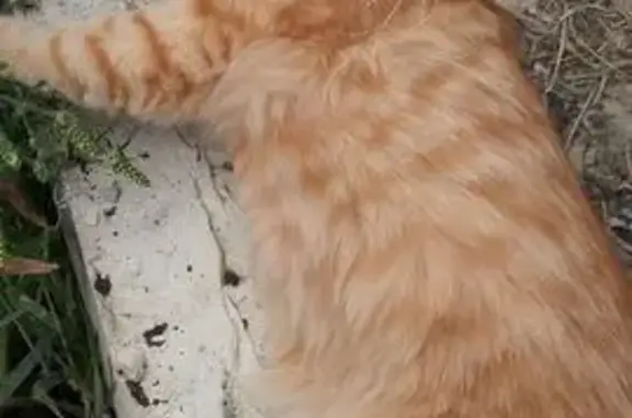 Кошки потеряшки, Ставропольский край, фото: Потеряшка кошка, Михайловск, СК