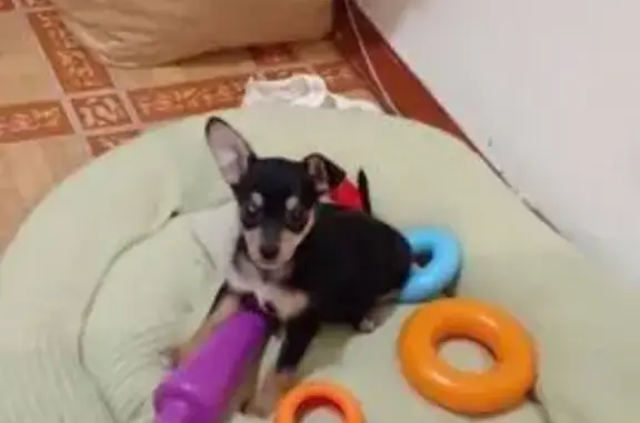 Пропала собака на проезде Репина, 22