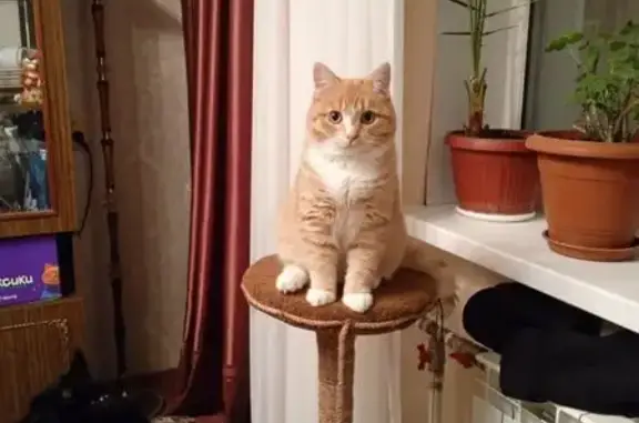 Пропала кошка на ул. Ленина, Синарский