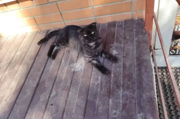 Кошка найдена: Киргизская ул., 12Д, РнД