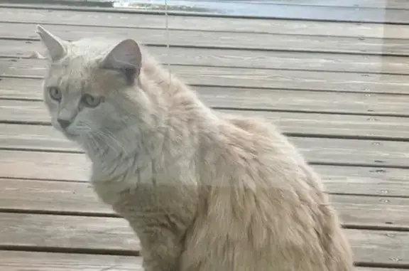 Кошка найдена, Славянская 7А, Н. Новгород