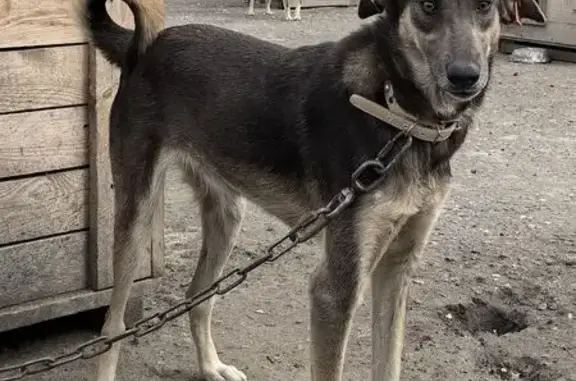 Собаки потеряшки, Омск, фото: Потеряшка собака, Омск, ул. Труда