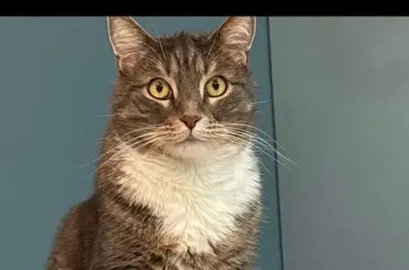 Пропала кошка, ул. Парк Апрель, 33