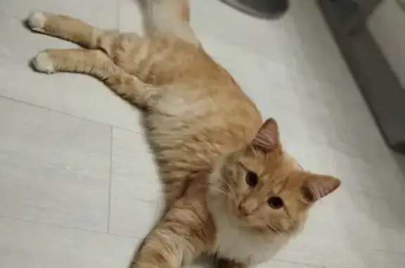 Пропал рыжий кот, ул. Дуки, 42А, Брянск