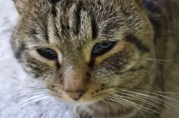 Найдена кошка, Сарапул, фото: Кошка найдена: ул. Гагарина, 41, Сарапул