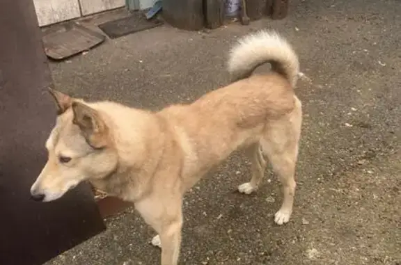 Найдена собака, Руэм, фото: Найдена собака, 88К-002, Руэм