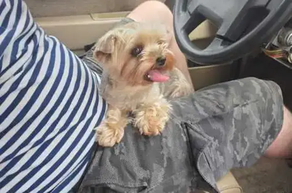 Собаки потеряшки, Омск, фото: Потеряшка собака на Кирова, 51, Омск