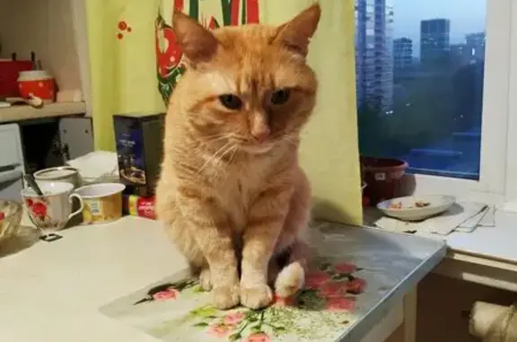 Кошки потеряшки, , фото: Потеряшка рыжая кошка, Логовая ул., Ижевск