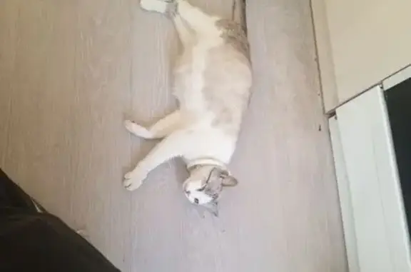 Найдена кошка, Новосибирск, фото: Трехцветная кошка найдена на Крылова, 41