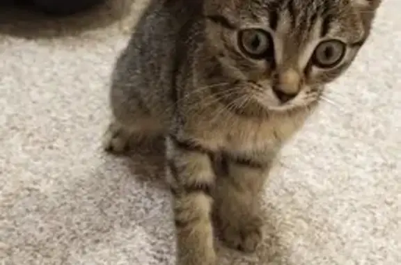 Кошка найдена: ул. Торосова, 17, Абакан