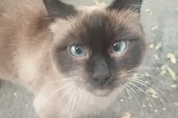 Найдена кошка, Орск, фото: Кошка найдена на Новосибирской 20, Орск