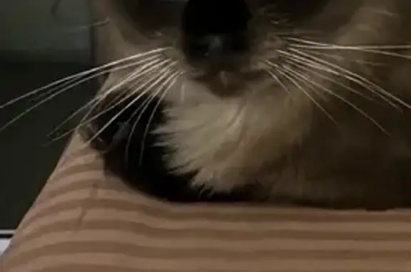 Потерянные животные Сочи, фото: Пропала кошка, ул. Ленина 298Б, Сочи