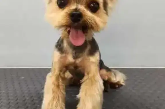 Собаки потеряшки, Омск, фото: Потеряшка собака, Омск, ул. 9-я Линия 139А