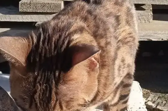 Найдена кошка, Ропшинское сельское поселение, фото: Бенгальская кошка найдена, ул. Русского Солдата