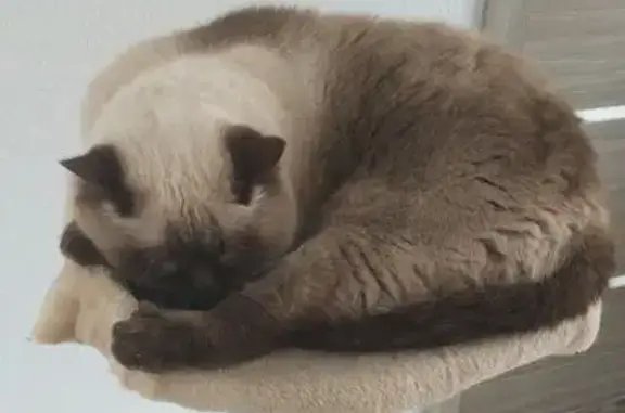 Кошки потеряшки, Старые Кены, фото: Потеряшка кошка, Старые Кены, Удмуртия