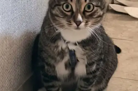 Пропала кошка, наб. Терешковой, Евпатория