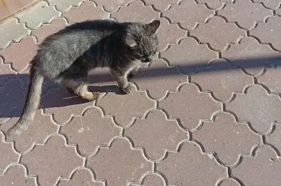 Кошка найдена: Серебровская 16, Тула