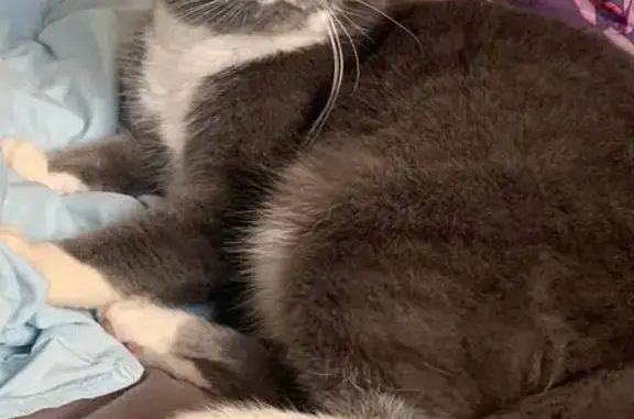 Кошки потеряшки, Петрозаводск, фото: Потеряшка кошка, Зелёная ул., 2, Петрозаводск