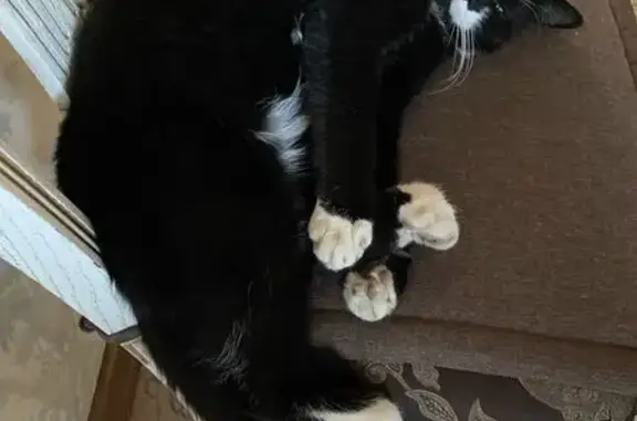 Пропала кошка на Гранитной улице, Липецк