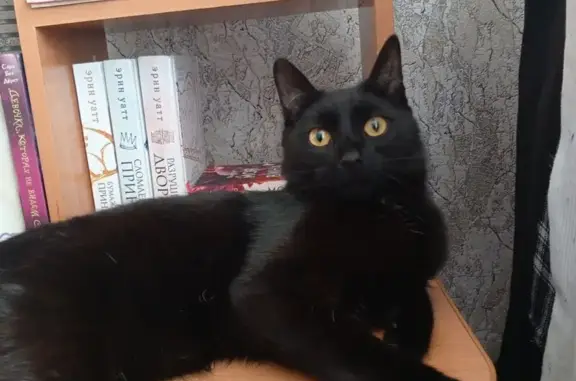 Пропала кошка, Чапаева 15, Черемхово