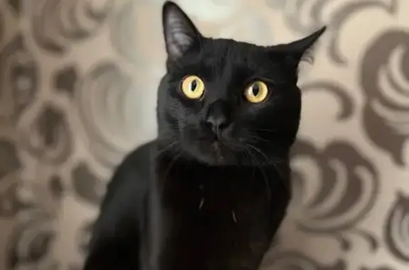 Пропала кошка, Советская 48, Ноябрьск