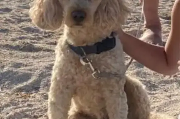 Собаки потеряшки, , фото: Потеряшка пудель, ул. 20 Января, 6, Вел. Новг.