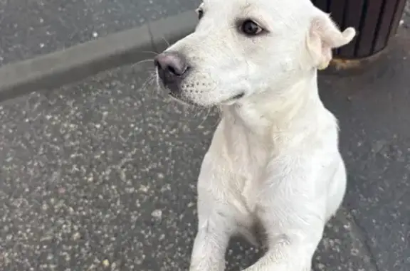 Найдена игривая лабрадор в Тюмени