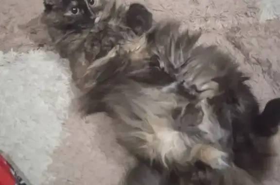 Пропала кошка, ул. Правды, 29, Новочеркасск