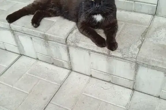 Кошки потеряшки, Пенза, фото: Потеряшка кошка, Спартаковская ул., Пенза