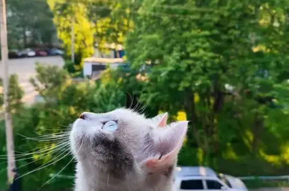 Кошки потеряшки, Томск, фото: Потеряшка кошка, Новосибирская 45, Томск