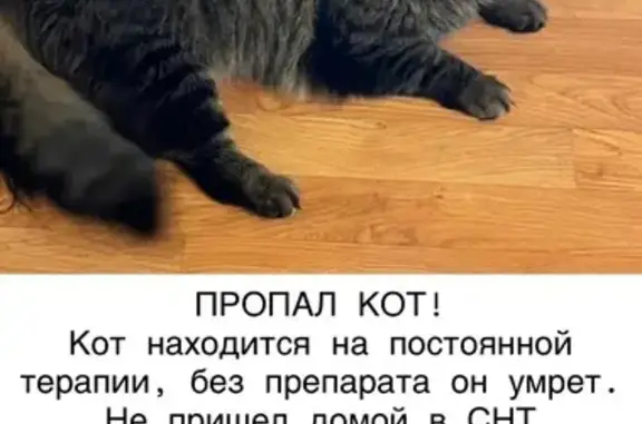 Кошки потеряшки, , фото: Потеряшка кошка, Московская область