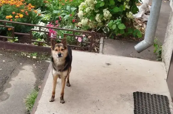 Собака у подъезда, Маршала Конева 8Б