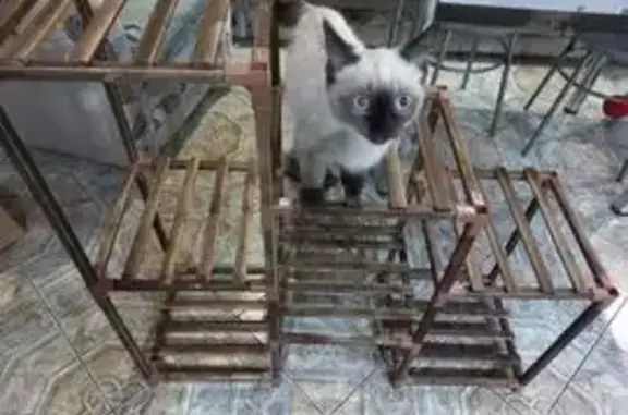 Пропала сиамская кошка, Богданович