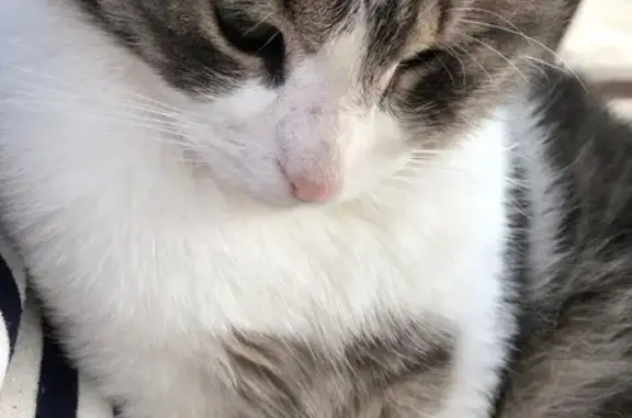 Найдена кошка на Фиолентовском шоссе