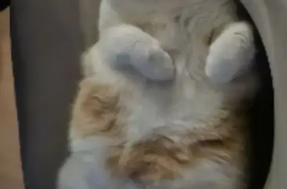 Кошки потеряшки, Елабуга, фото: Потеряшка кот, ул. Тази Гиззата, 1А, Елабуга